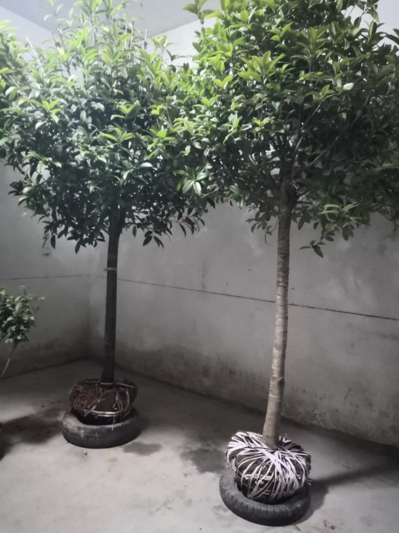 桂花树包邮价带土球发货农户自产直销零售批发
