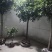桂花树包邮价带土球发货农户自产直销零售批发