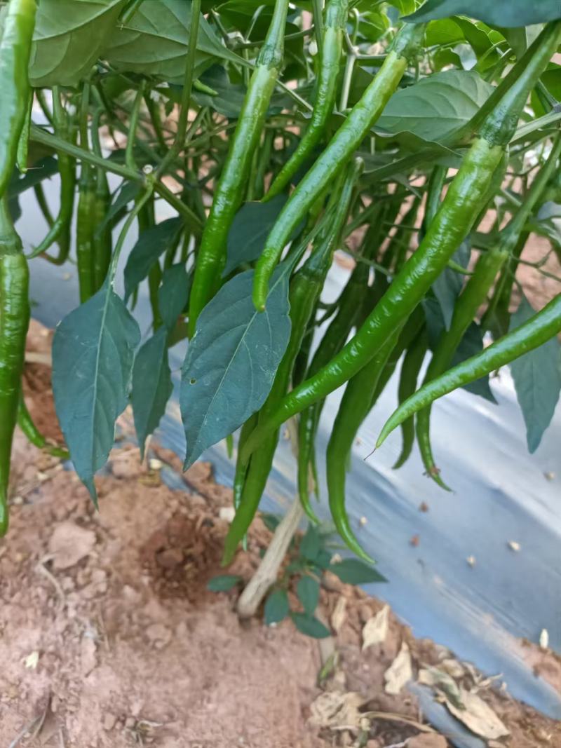 辣椒，专业代办，欢迎老板合作，质量有保证