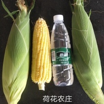 水果玉米，新甜六号，泰甜三号，现采现摘，全国代发