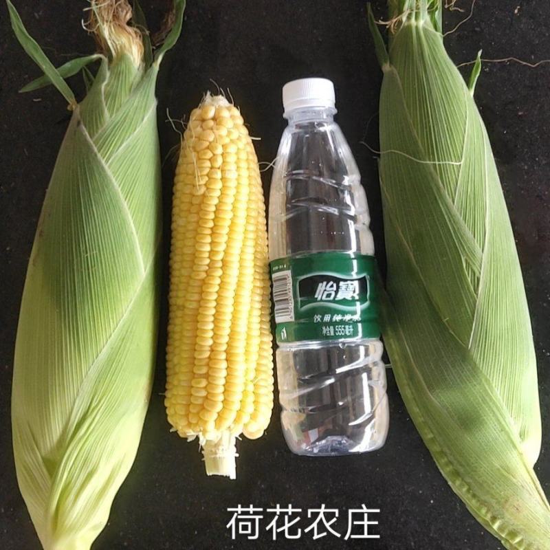 水果玉米，新甜六号，泰甜三号，现采现摘，全国代发