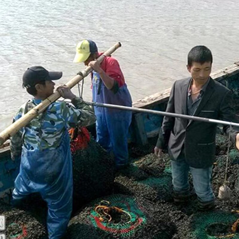 【牛商推荐】精品紫菜厂家直销量大从优保质保量全国发货