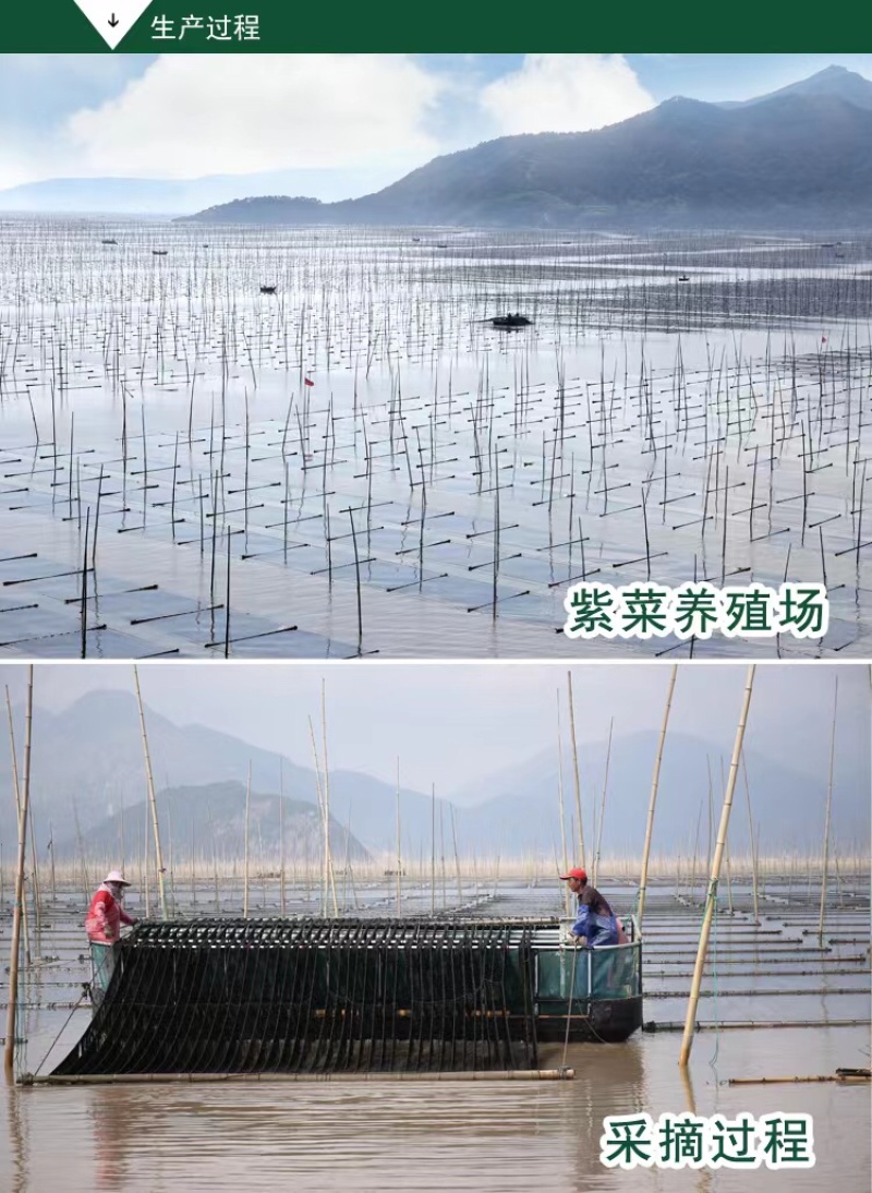 【牛商推荐】精品紫菜厂家直销量大从优保质保量全国发货