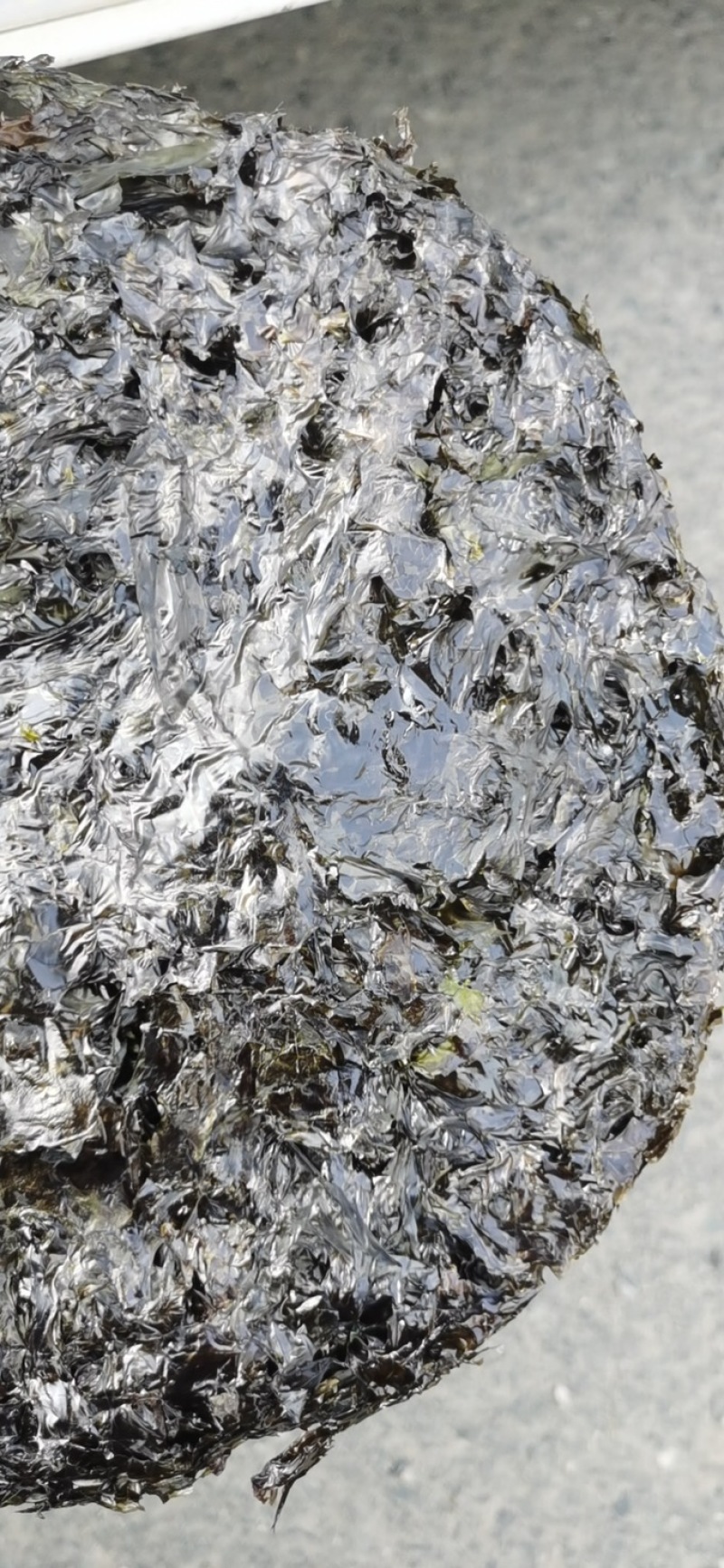 【牛商推荐】精品紫菜厂家直销量大从优保质保量全国发货