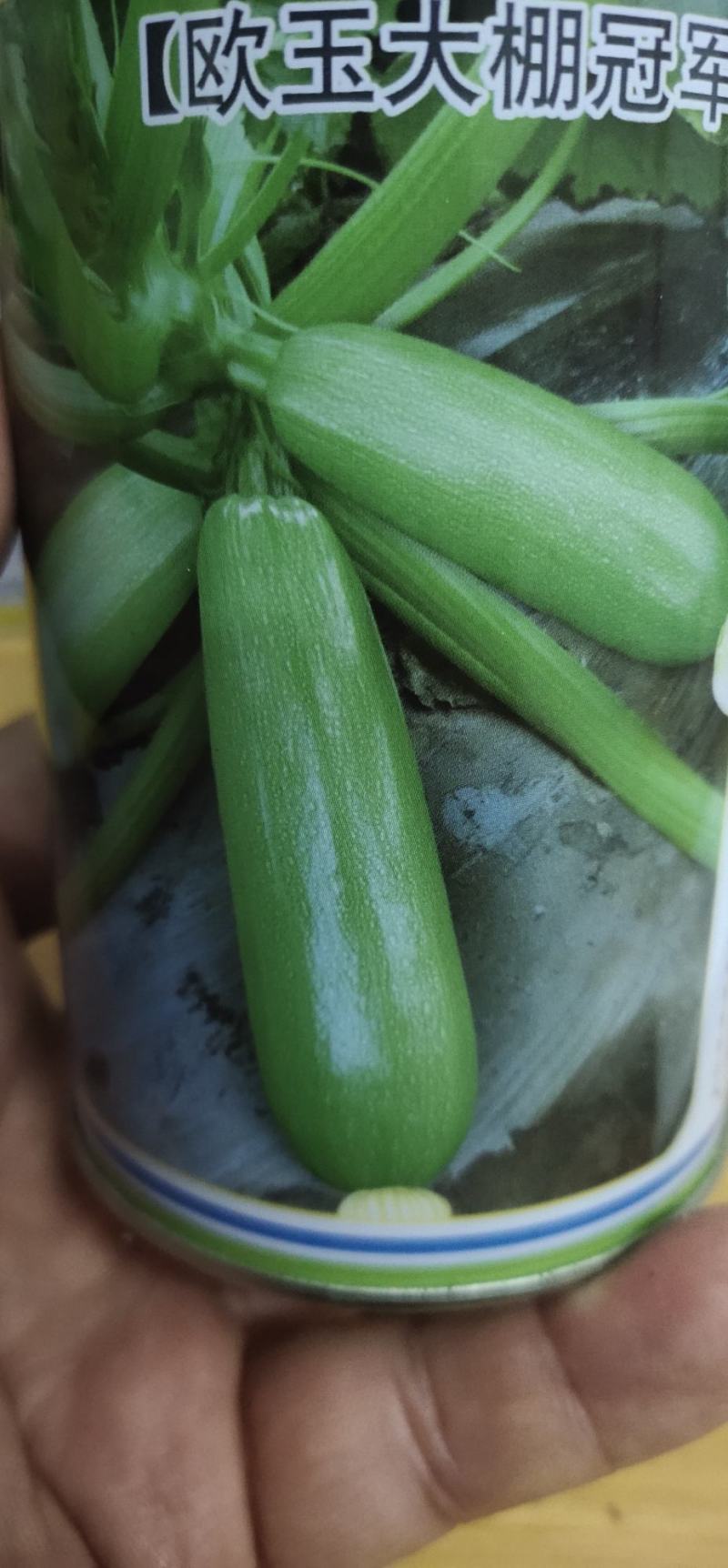 西葫芦种子欧玉育种，家培育的油绿，早熟，
