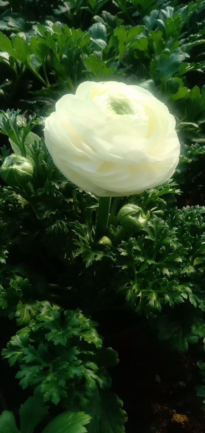 芹叶牡丹盆栽苗子扎实花大骨朵多基地现货次日发