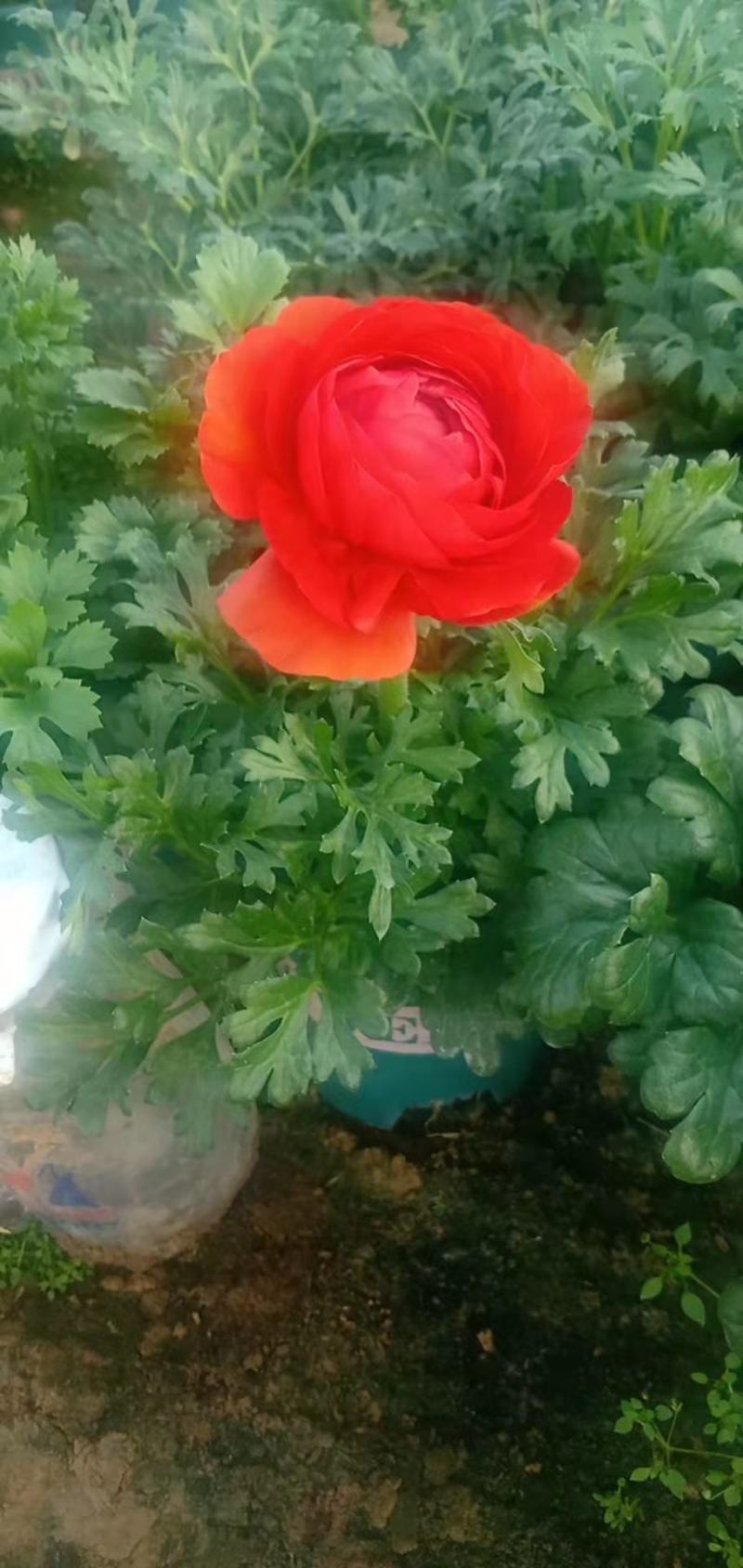 芹叶牡丹盆栽苗子扎实花大骨朵多基地现货次日发