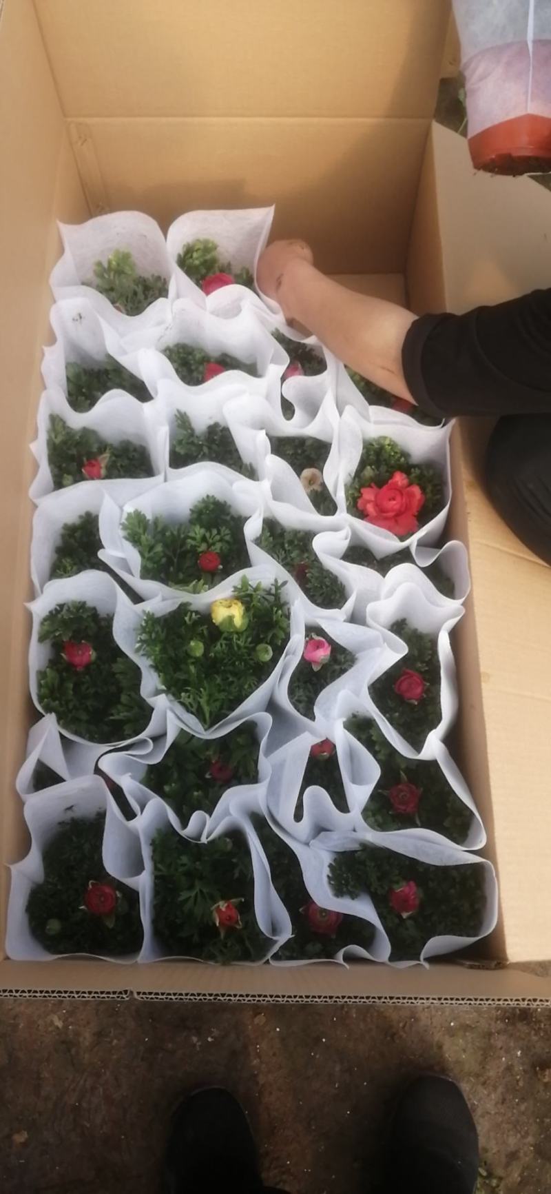 芹叶牡丹盆栽苗子扎实花大骨朵多基地现货次日发