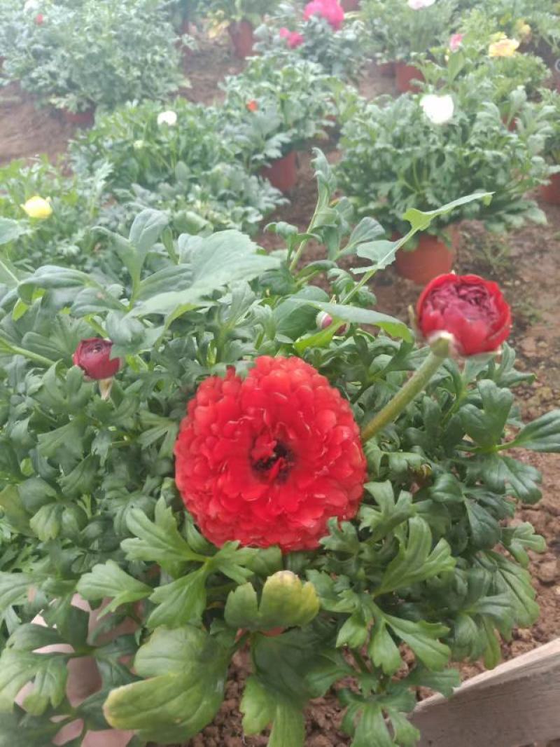 芹叶牡丹盆栽苗子扎实花大骨朵多基地现货次日发