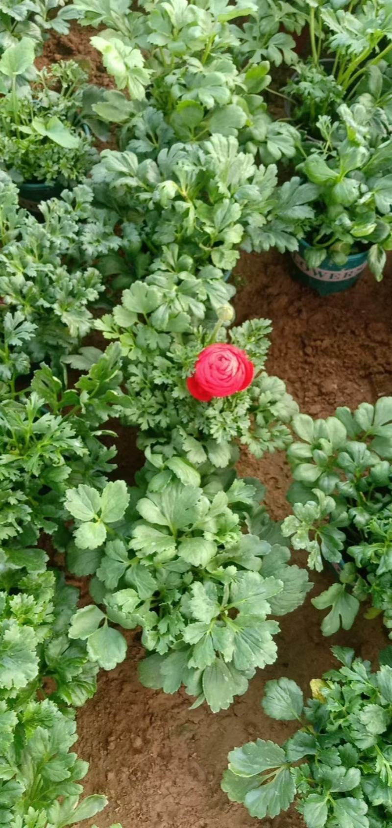 芹叶牡丹盆栽苗子扎实花大骨朵多基地现货次日发