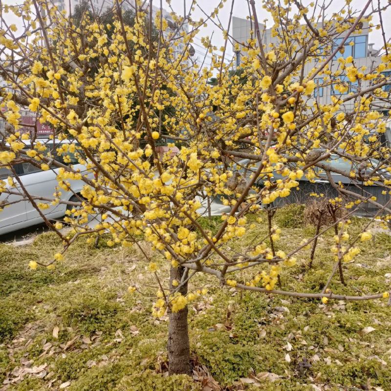 浓香型腊梅苗花树苗园林绿化苗庭院景观室内外花卉植物易活耐