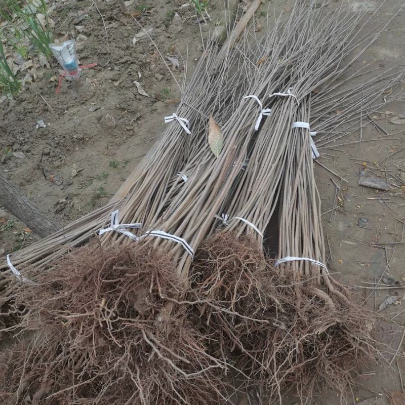 浓香型腊梅苗花树苗园林绿化苗庭院景观室内外花卉植物易活耐
