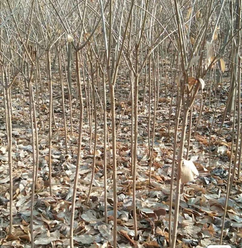 浓香型腊梅苗花树苗园林绿化苗庭院景观室内外花卉植物易活耐