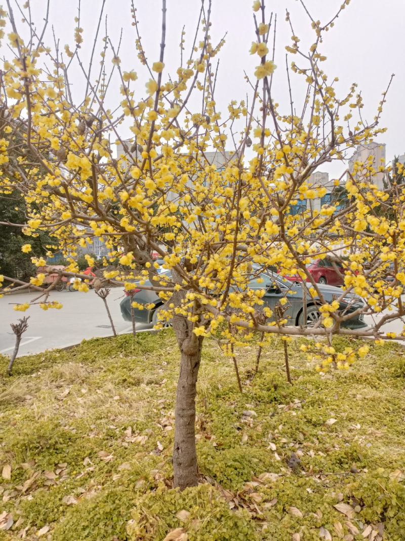 浓香型腊梅苗花树苗园林绿化苗庭院景观室内外花卉植物易活耐