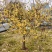 浓香型腊梅苗花树苗园林绿化苗庭院景观室内外花卉植物易活耐