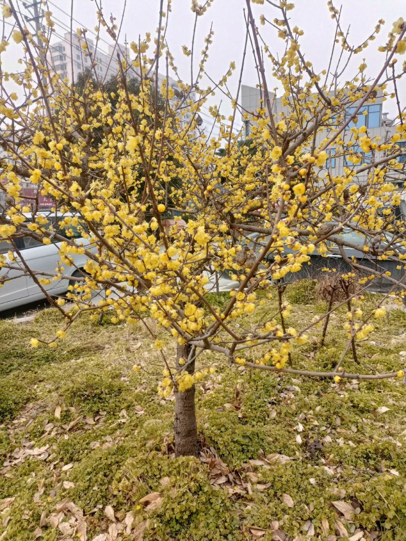 浓香型腊梅苗花树苗园林绿化苗庭院景观室内外花卉植物易活耐