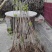 浓香型腊梅苗花树苗园林绿化苗庭院景观室内外花卉植物易活耐