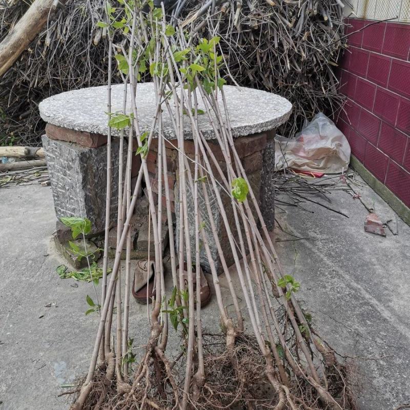 浓香型腊梅苗花树苗园林绿化苗庭院景观室内外花卉植物易活耐