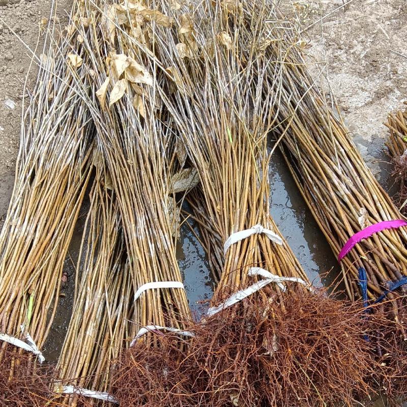 浓香型腊梅苗花树苗园林绿化苗庭院景观室内外花卉植物易活耐