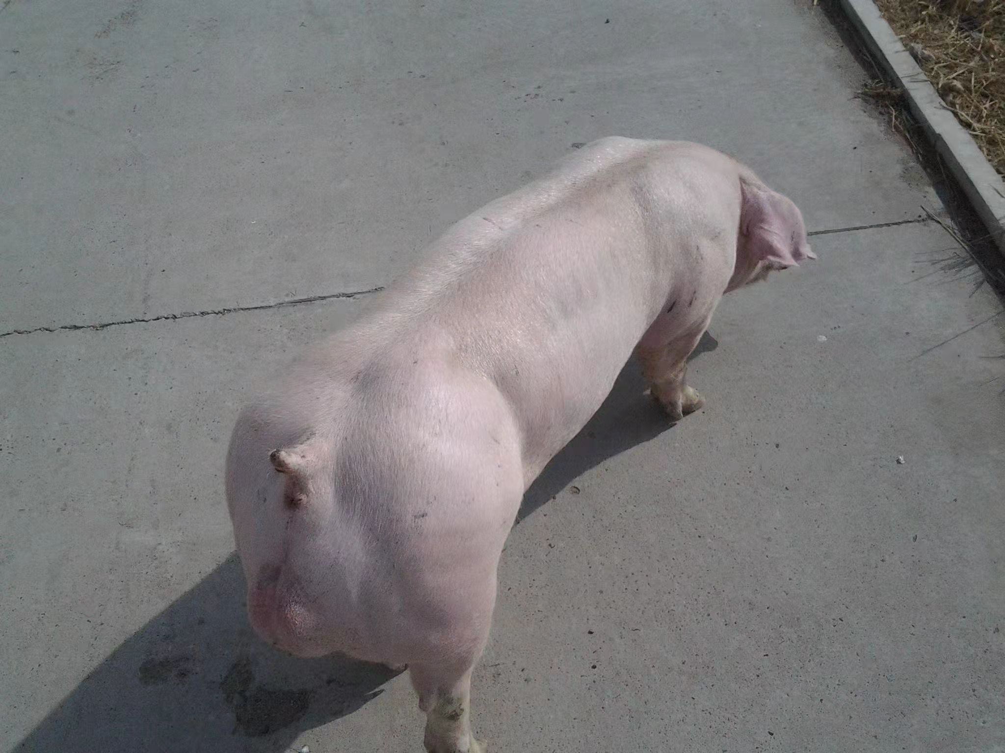 不同品种商品猪体型对比图