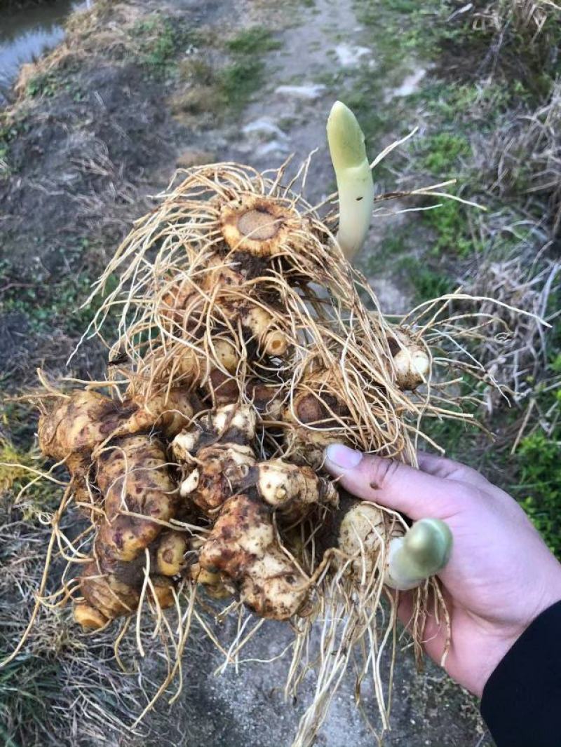 黄精种苗湖南黄精种苗货源充足，量大从优，欢迎进店选购