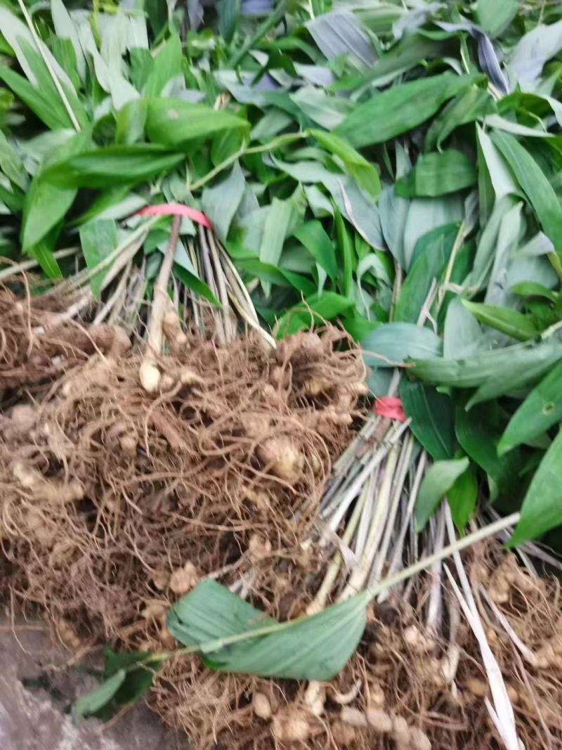 黄精种苗湖南黄精种苗货源充足，量大从优，欢迎进店选购