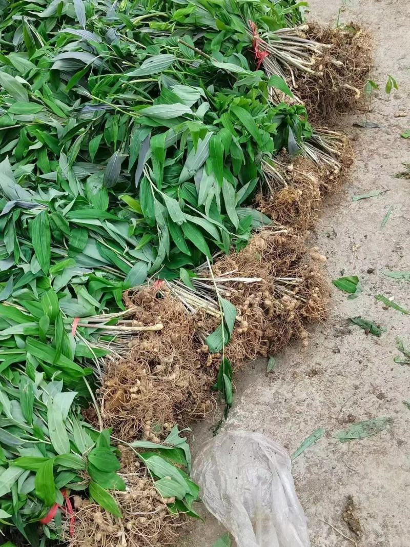 黄精种苗湖南黄精种苗货源充足，量大从优，欢迎进店选购