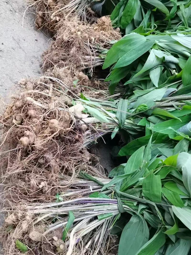 黄精种苗湖南黄精种苗货源充足，量大从优，欢迎进店选购