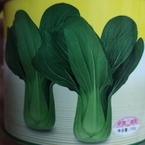 青梗菜德高绿海一代杂交翠绿色叶柄宽
