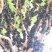 沙巴。黑珍珠，四季早生嘉宝果。