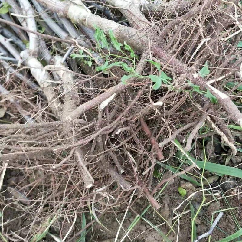 各种规格二代潘枣苗，潘枣结穗，保证纯度、提供技术指导。