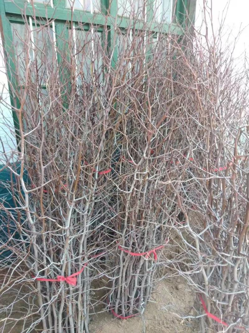 各种规格二代潘枣苗，潘枣结穗，保证纯度、提供技术指导。