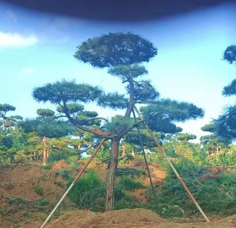 精品造型松，造型油松，造型黑松，基地直发