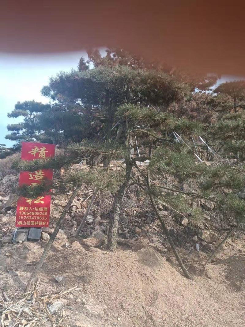 精品造型松，造型油松，造型黑松，基地直发