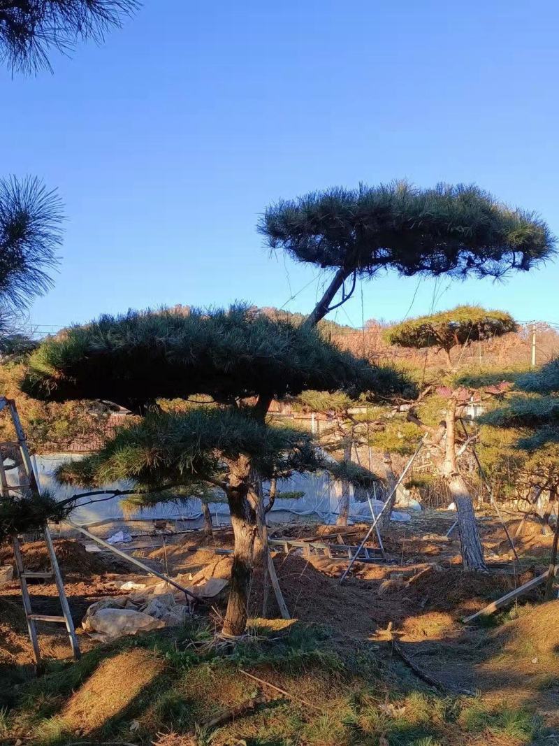 精品造型松，造型油松，造型黑松，基地直发