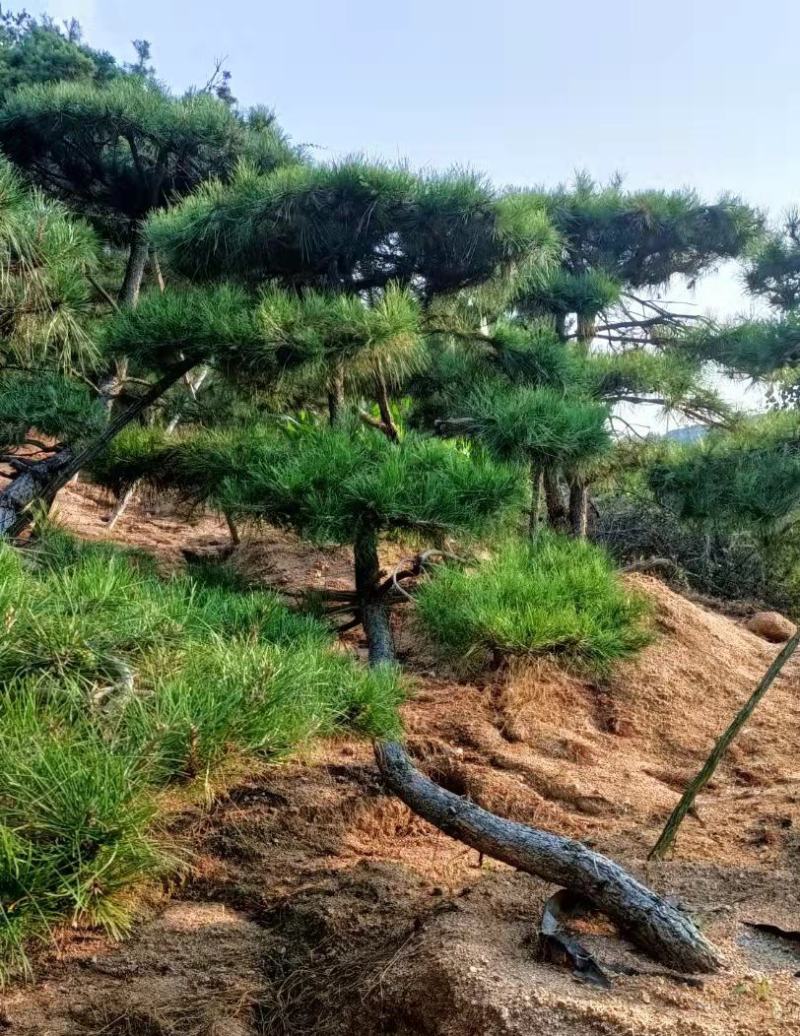 精品造型松，造型油松，造型黑松，基地直发