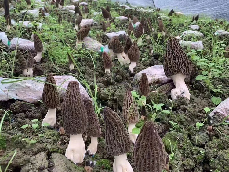 羊肚菌对比图