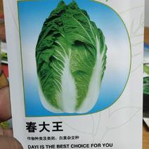 白菜种子，杂交种春大，王1.耐抽苔、耐低温的大白菜品