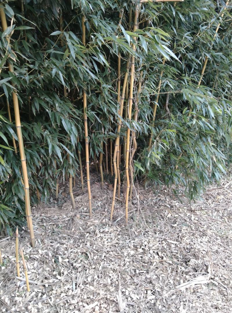 出售竹子，金镶玉竹，刚竹，早园竹，淡竹，青竹，土球好。