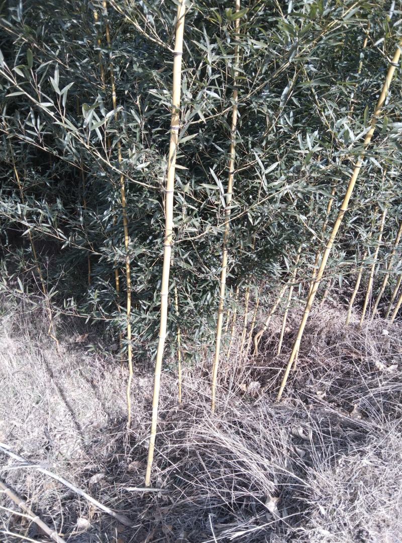 出售竹子，金镶玉竹，刚竹，早园竹，淡竹，青竹，土球好。