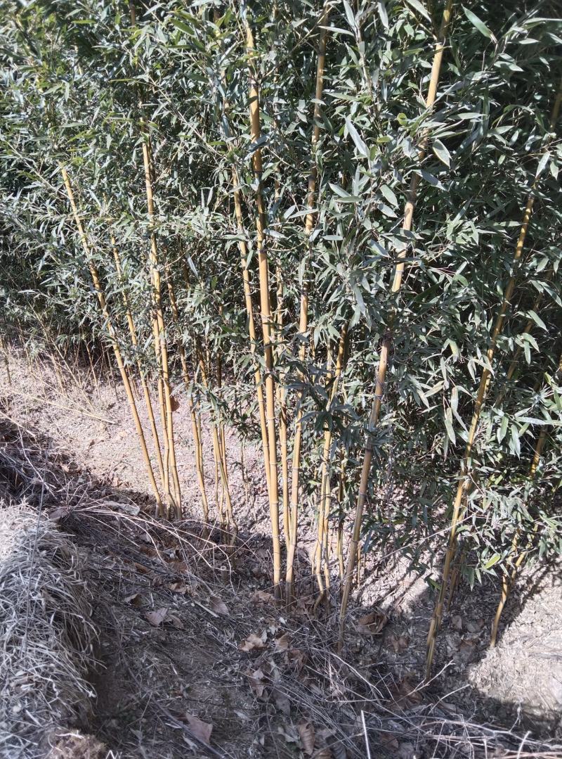 出售竹子，金镶玉竹，刚竹，早园竹，淡竹，青竹，土球好。
