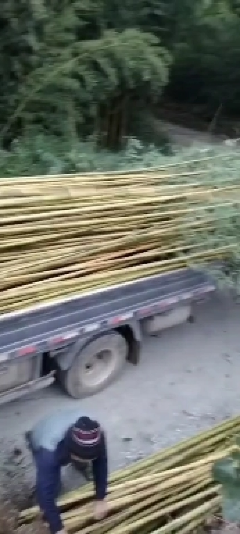 出售竹子，金镶玉竹，刚竹，早园竹，淡竹，青竹，土球好。