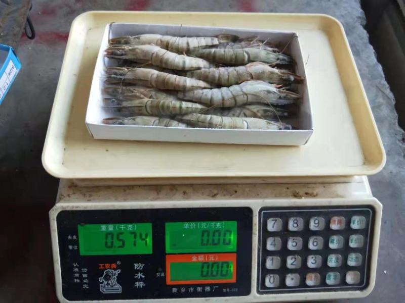 黑虎虾，（斑节虾）。合适电商平台，刺身，酒店，回购率高