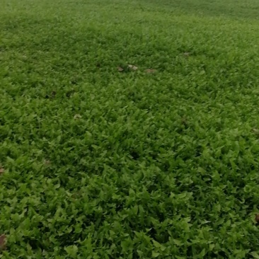 蒲公英野菜新鲜嫩绿基地种植产地直发