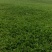 蒲公英野菜新鲜嫩绿基地种植产地直发