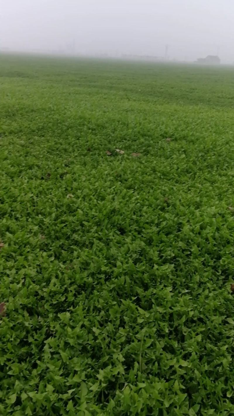 蒲公英野菜新鲜嫩绿基地种植产地直发