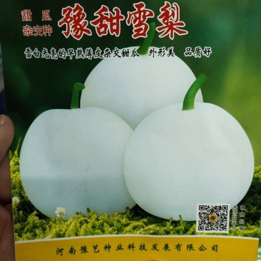 甜瓜种子杂交种豫甜雪梨：早熟薄皮甜瓜品种成熟白如玉