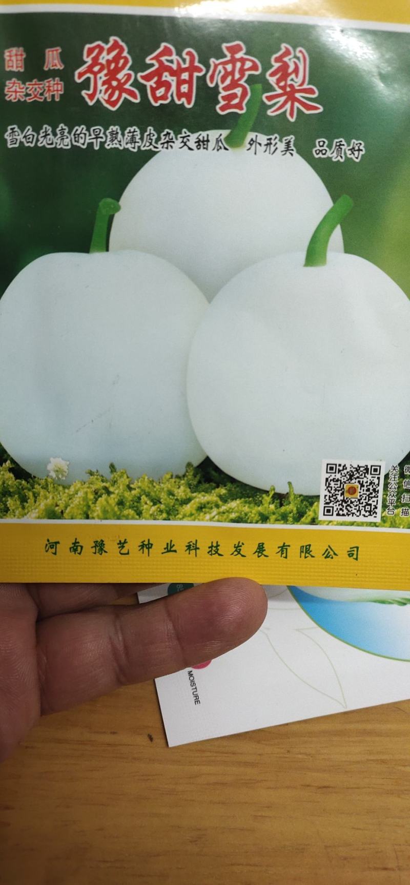甜瓜种子杂交种豫甜雪梨：早熟薄皮甜瓜品种成熟白如玉
