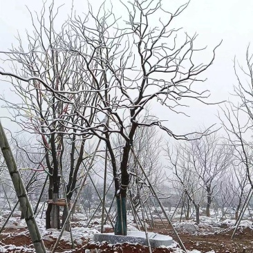 江苏句容精品弯杆造型乌桕（小苗）全国低价供应基地