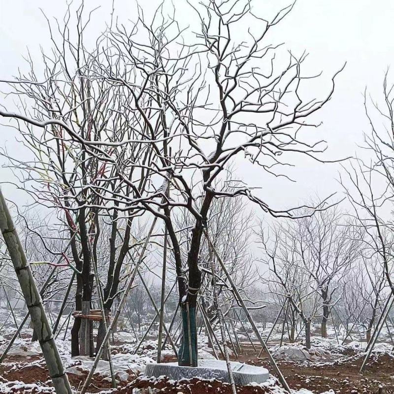 江苏句容精品弯杆造型乌桕（小苗）全国低价供应基地